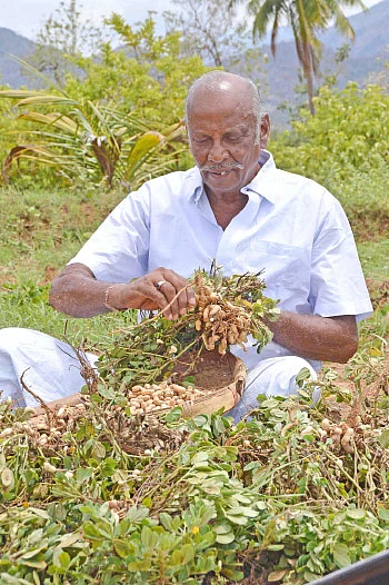 நிறைவான வருமானம் தரும் நிலக்கடலை!