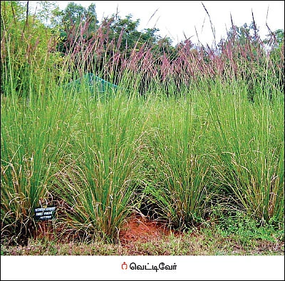 நீங்கள் கேட்டவை - வெட்டிவேர் பயிரிட்டால் நிலம் வளமாகுமா?