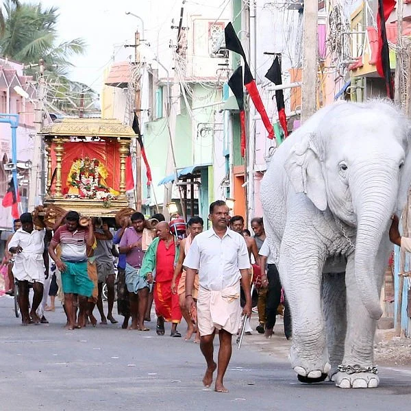 திருச்செந்தூர் சுப்பிரமணிய சுவாமி கோயிலில் வெள்ளை நிற யானை வீதி உலா!
