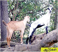 9 ஏக்கர்...8 லட்சம்....