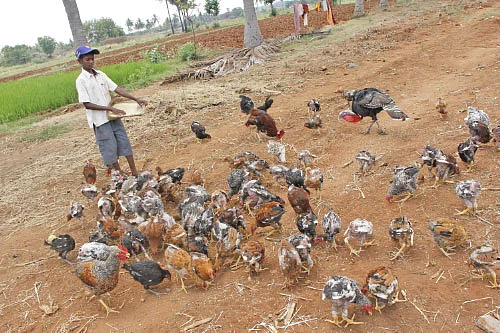 மரத்தடி மாநாடு: கோழிகளுக்கு வெள்ளைக்கழிச்சல்... கவனம்!