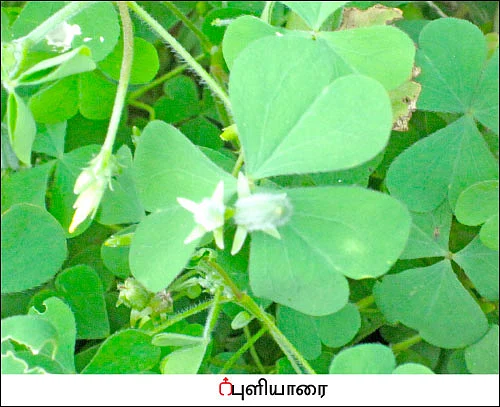 நல்மருந்து - தெரிந்த செடிகள்... தெரியாத பயன்கள்! - 11