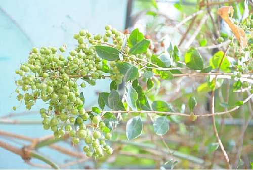 தண்டோரா