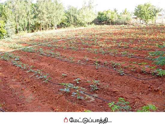 பஞ்சகவ்யா - 12