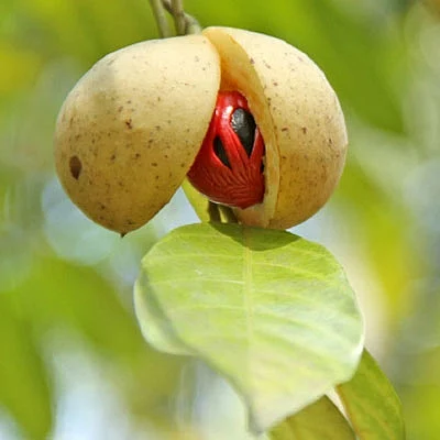 தென்னையில் ஜாதிக்காய்!