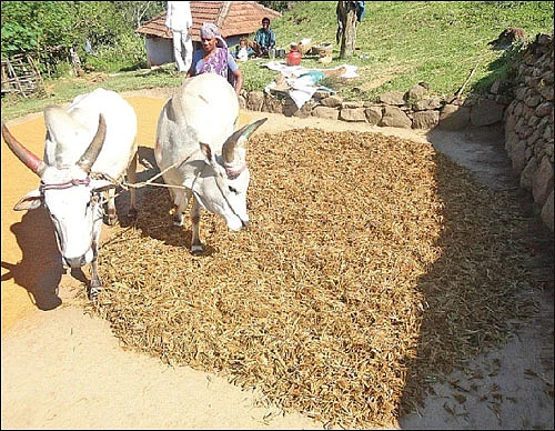 கொல்லிமலையில் சிறுதானியங்கள்... பாரம்பர்யம் மாறாத பயிர்ச் சாகுபடி!