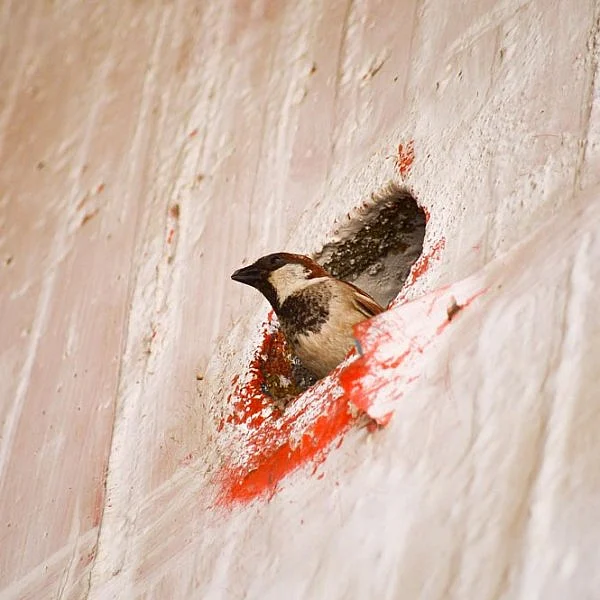 சிறகடிக்கும் சிட்டுக்குருவிகள்... சிறப்பு புகைப்படத் தொகுப்பு... #WorldSparrowDay படங்கள் ஆர்.எம்.முத்துராஜ்