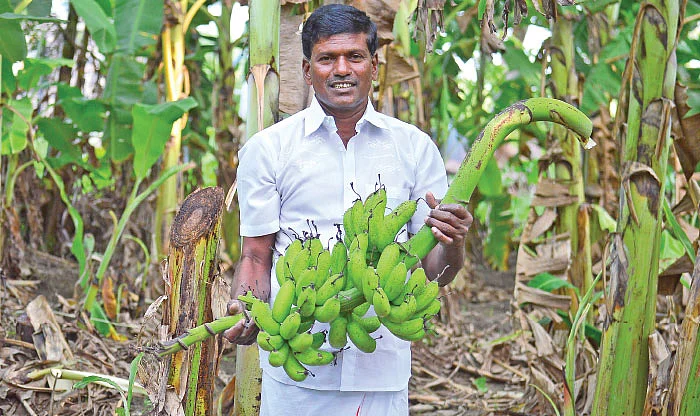 ஒரு ஏக்கரில்... ரூ. 1 லட்சம் வருமானம்! - இயற்கையில் இனிக்கும் வாழை!