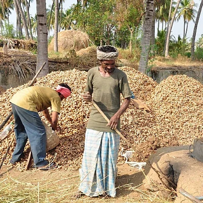 மஞ்சள்... உள்நாட்டுக்கு உருண்டை ரகம்... வெளிநாட்டுக்கு நீள ரகம்!