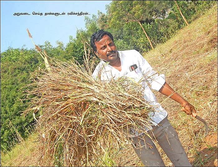 மானாவாரியில் விளைந்த வரகு! - பள்ளி ஆசிரியரின் இயற்கைச் சாகுபடி!