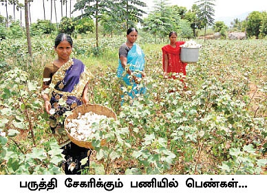 பி.டி.பருத்திக்கு டாட்டா,
