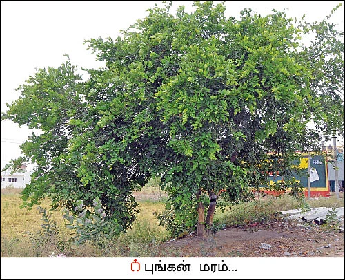 மரம் செய விரும்பு! - 15 - சாலையோரத்தில் சோலைகள் அமைப்போம்...