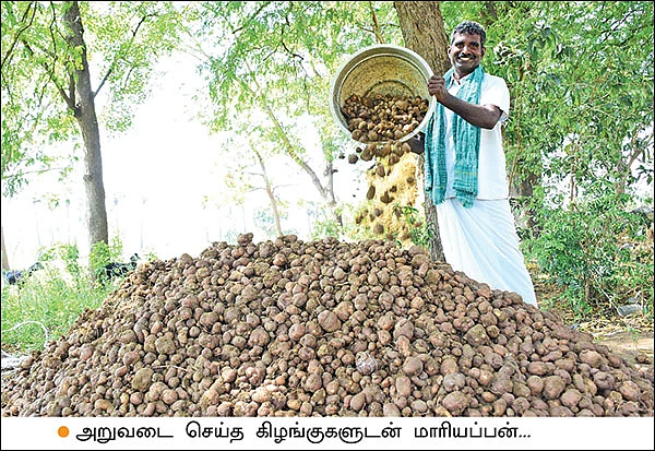 சீரான வருமானம் தரும் சிறுகிழங்கு! - 25 சென்ட்... 5 மாதங்கள்... ரூ. 40,000