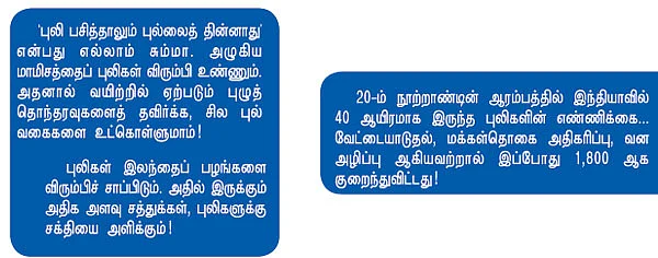 புலி புல்லைத் தின்னும்!