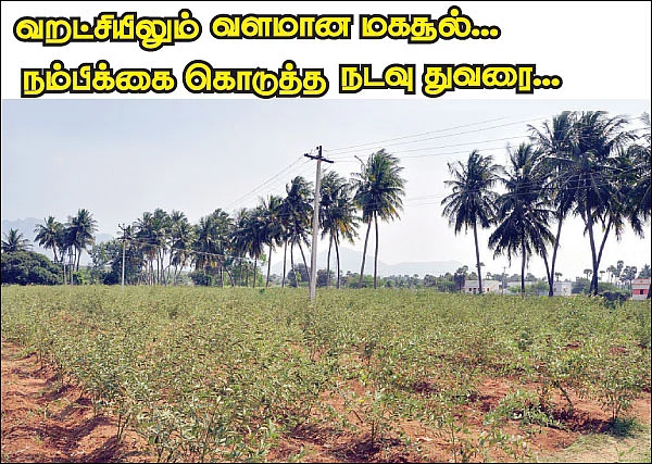 வறட்சியிலும் வளமான மகசூல்...நம்பிக்கை கொடுத்த நடவு துவரை...