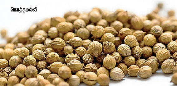 பனியில் விளையும் தனியா!