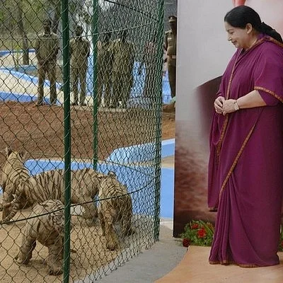 அனிதா, ப்ரீதா, சுனீதா, சங்கீதா: புலி குட்டிகளுக்கு பெயர் சூட்டிய ஜெயலலிதா!