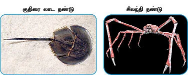 மாயா டீச்சரின் மந்திரக் கம்பளம்!