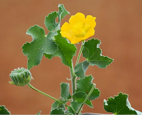 மூலிகை வனம் - வீட்டுக்கொரு வைத்தியர்...