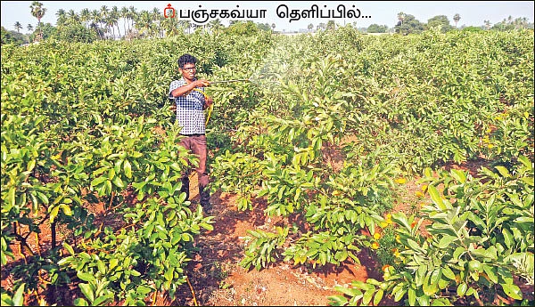 10 ஏக்கர்... ஆண்டுக்கு ரூ 30 லட்சம் வருமானம்! - கொட்டிக் கொடுக்கும் கொய்யா