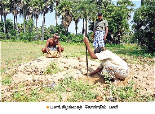 தமிழகத்தில் பெருகி வரும் யாழ்ப்பாணப் பனை!