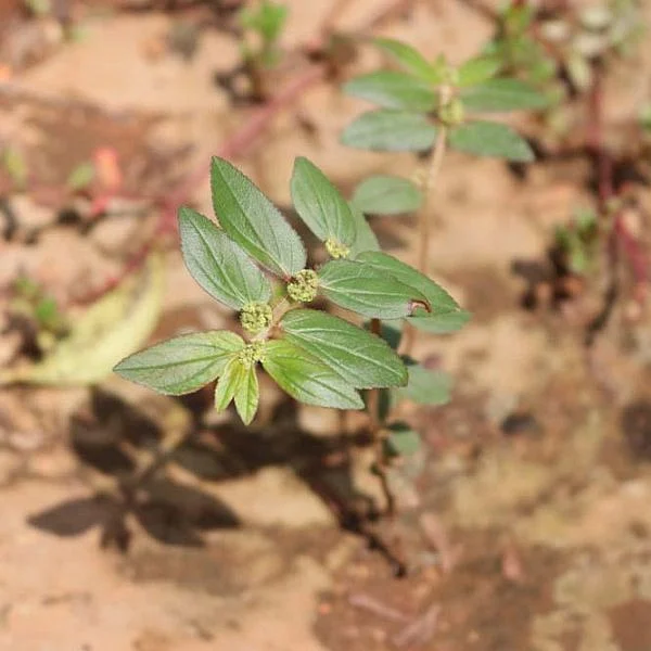 தங்க பஸ்பம் தெரியும்... வெள்ளி பஸ்பம் பற்றி தெரியுமா?