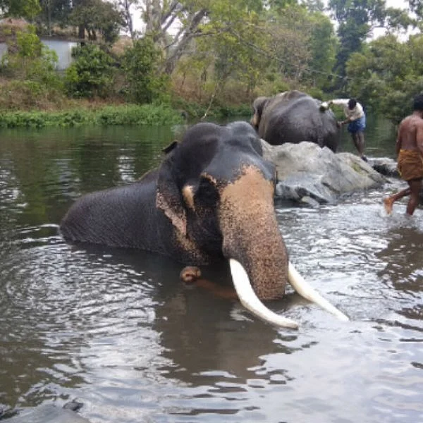 முகாமிலிருந்து காணாமல் போன யானை `வசீம்’! - ஒரு கும்கி உருவாகும் கதை அத்தியாயம் 14