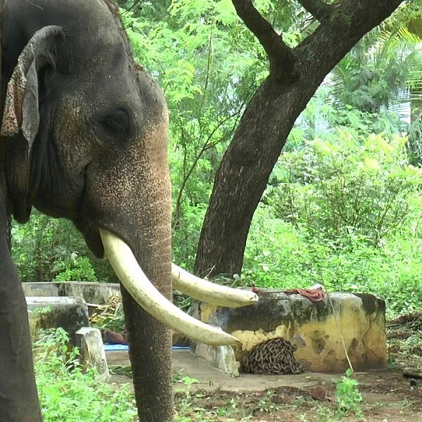 தேவாரத்தில் கோபக் கொம்பன்... களமிறக்கப்பட்ட வசீம், விஜய்! - ஓ.பி.எஸ்ஸின் ஆபரேஷன்