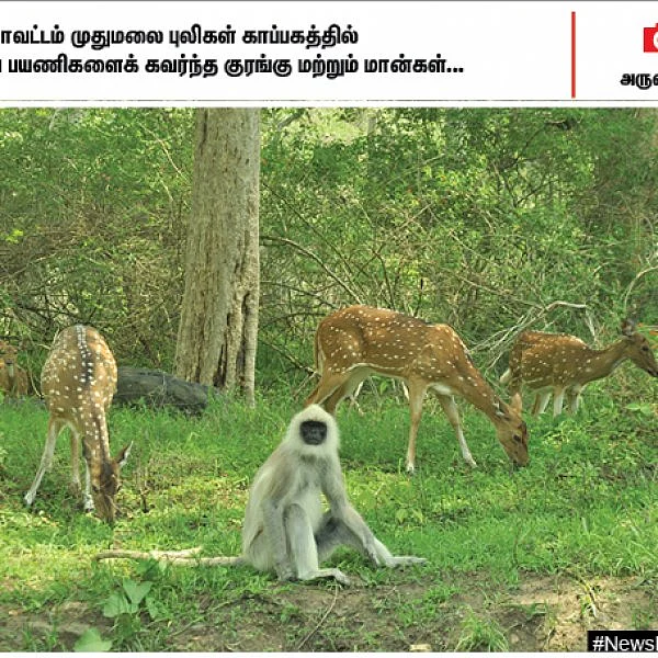 கள்ளழகர் சுவாமி தரிசனம் செய்த நிர்மலா சீதாராமன்... களைகட்டும் முதுமலை வனவிலங்கு சரணாலயம்... #NewsInPhotos
