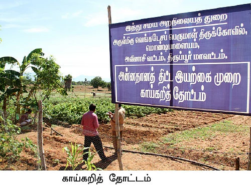 கோயில் வளாகத்தில் குதூகல விவசாயம்!