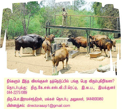 சிங்கம், புலி, யானை