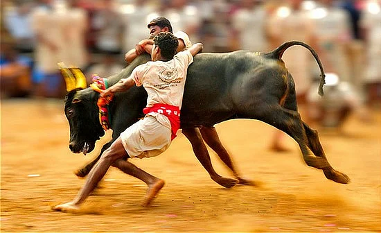 Can the Tamil Nadu government pass an Ordinance to allow Jallikattu to go on?