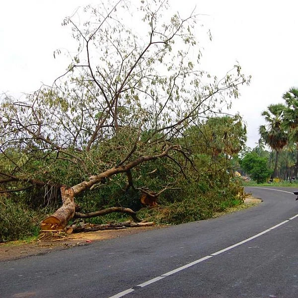 கன்னியாகுமரி-நாகர்கோவில் தேசிய நெடுஞ்சாலை விரிவாக்க பணிக்காக சாலையோர பசுமை மரங்கள் வேரோடு வெட்டப்படும் காட்சி!: படங்கள் - ரா.ராம்குமார்