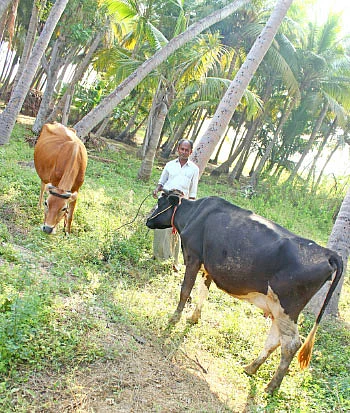 50 சென்ட்... ஆண்டுக்கு ரூ 2 லட்சம் லாபம்!