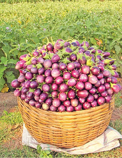 நீங்கள் கேட்டவை: நோனி பழச்சாறு லிட்டர் ரூ 1,500!