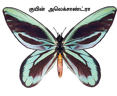 மாயா டீச்சரின் மந்திரக் கம்பளம்!