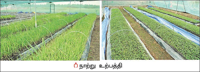 கரும்புச் சாகுபடி... _ தண்ணீர் செலவைக் குறைக்கும் குழித்தட்டு நாற்று முறை