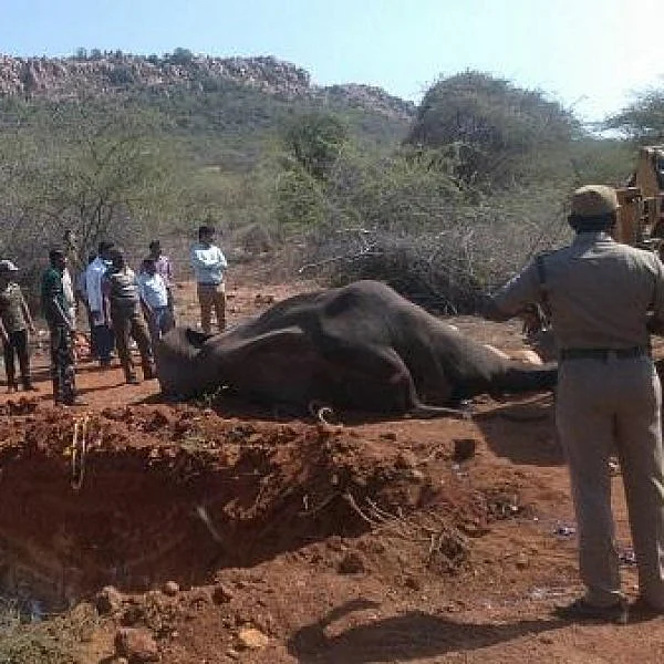 ஆத்திரத்தில் பழிவாங்கிய வனத்துறை அதிகாரிகள்: சுந்தரி யானைப் பாகன் சிறையிலடைப்பு!
