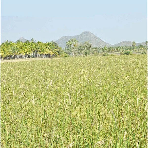 நீங்கள் கேட்டவை: வளமிழந்த நிலத்தை ஜீரோ பட்ஜெட் முறையில் வளமாக்க முடியுமா?