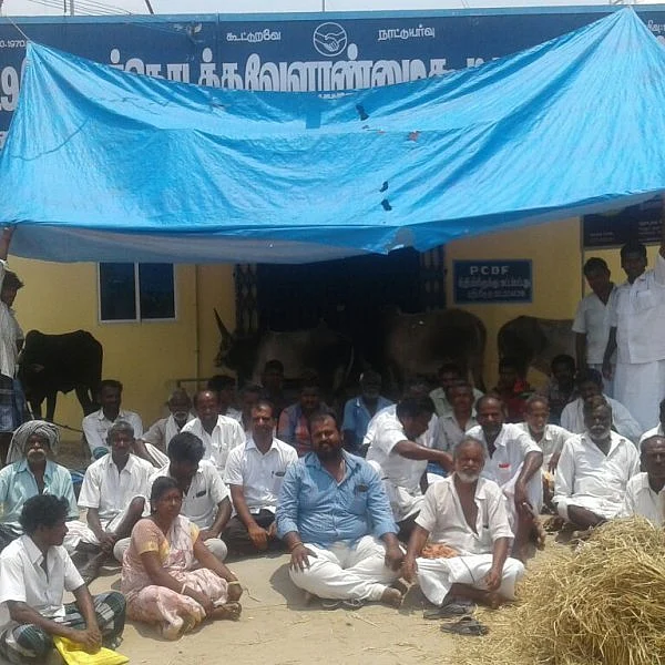 கூட்டுறவு சங்க அலுவலகம் முன்பு மாடுகளை கட்டி வேட்பாளர்கள் போராட்டம்!