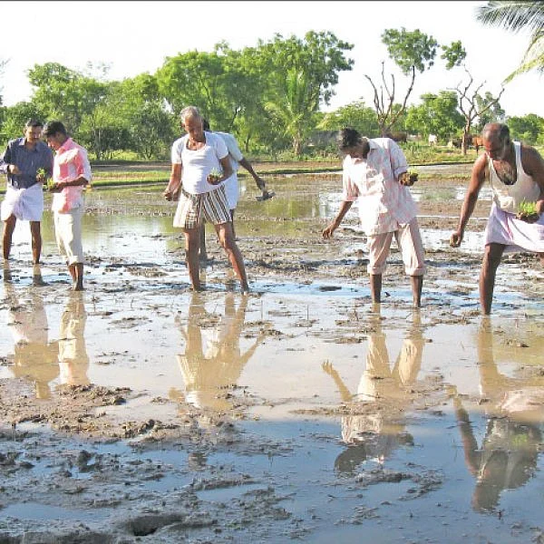 ஏன்... ஏன்? தெரிவோம்... தெளிவோம்! - 3 - வயல்வெளிப் பள்ளியில் பயில்வது எப்படி?