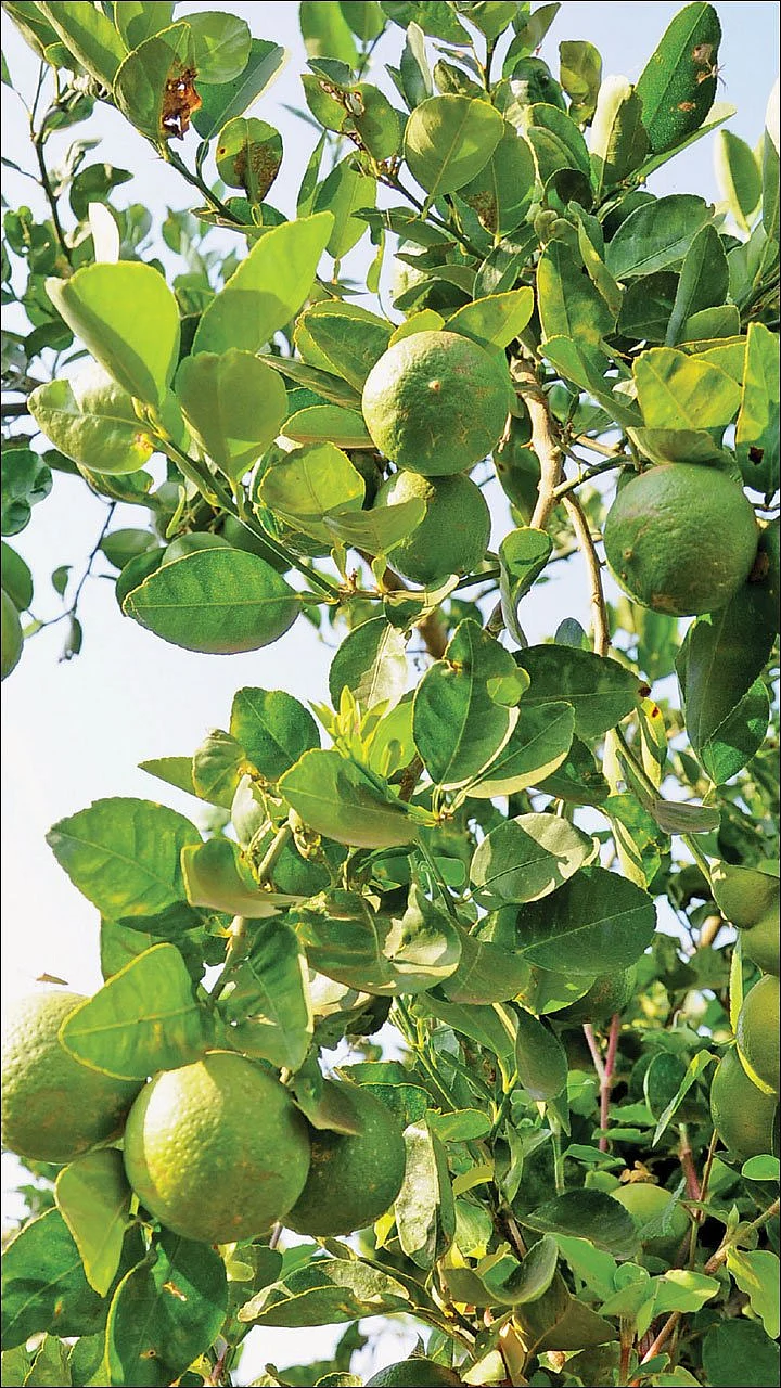 ஏற்றம் தரும் எலுமிச்சை... நடவு முதல் அறுவடை வரையான நுட்பங்கள்!