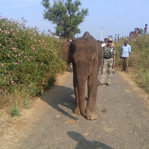 தொந்தரவு செய்யாத தாய் யானை! சிகிச்சைக்குப் பின் மகிழ்ச்சியுடன் சென்ற குட்டியானை