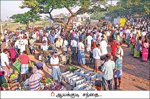 10 ஏக்கர்... ஆண்டுக்கு ரூ 30 லட்சம் வருமானம்! - கொட்டிக் கொடுக்கும் கொய்யா