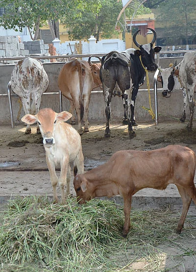 பசுவைப் போற்றுவோம் - 4