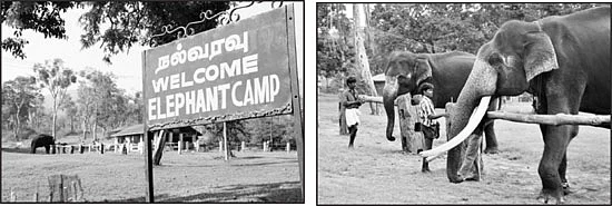 யானைகளை வைத்து சிறப்பு பூஜையா?