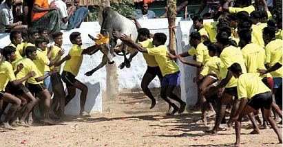 காளையை அடக்காத காளைகள்!