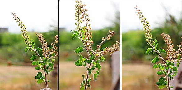 இளமையை காக்கும் துளசி...இன்னும் பல நோய்களை தீர்க்கும்!