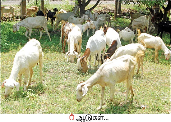 ஆடுகள் கொடுக்கும் அற்புத வருமானம்! - 200 ஆடுகள்... ஆண்டுக்கு ரூ 10 லட்சம் லாபம்...
