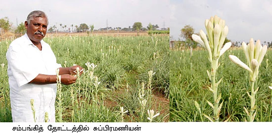 சக்கைப்போடு போடும் இயற்கை சம்பங்கி!